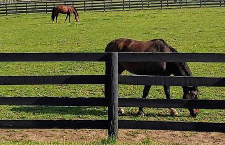 102 Acre Pet Friendly Horse Farm! Bring your horse too! - Foto 2