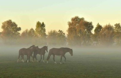Die drei Haselnüsse - Foto 14