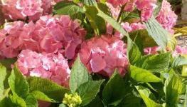 Nonno Pio - Foto 3, Garden