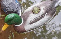 Glamping Frog Farm - Foto 37