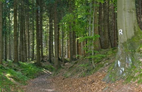 Panoramaferienwohnung Bergwiese - Foto 17