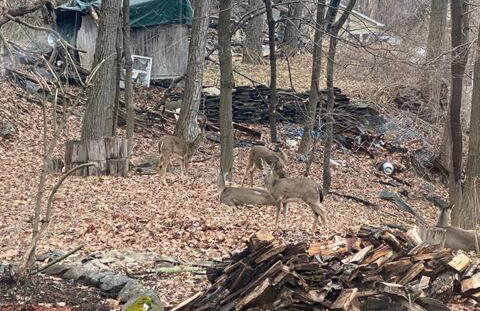 Zen Lake House - Foto 52