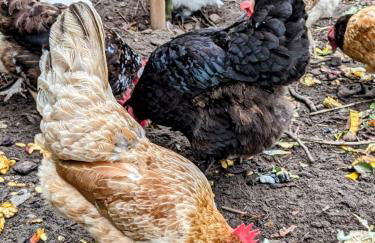 Schlossblick Apartment für 4 mit Küche Kamin Netflix Parken und Hofladen - Foto 39