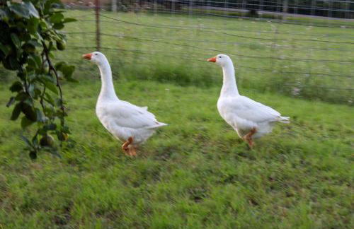 Blue Ridge Retreat on 10-Acre Farm Rural Reset! - Foto 37