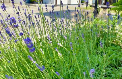 Zielone Zacisze - Foto 54