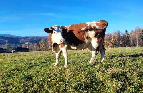 Stodoła 55 - Foto 70