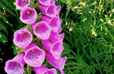 O Caliu das Airas - Foto 24