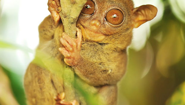 Excursion d'une journée complète à l'île de Pamilacan - Photo 2
