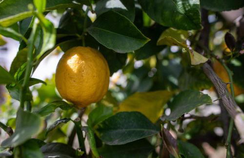 Historic, Family-Friendly Home in Downtown - Photo 56