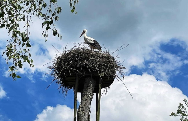 4 Person Holiday Home in Lovestad - Foto 23