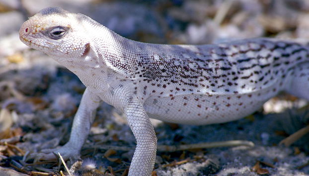 Le Refuge et Centre Educatif de Reptiles et d'Animaux Sauvages de La Paz - Photo 5