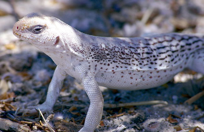 Le Refuge et Centre Educatif de Reptiles et d'Animaux Sauvages de La Paz - Photo 5