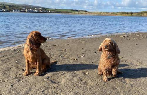 Rhydyfantwn Fach Cottage, Cardigan - Foto 32