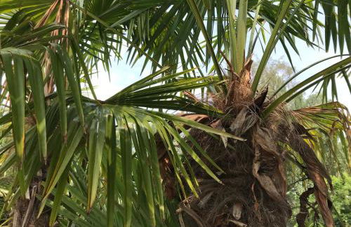 Haus Palmengarten - Foto 15