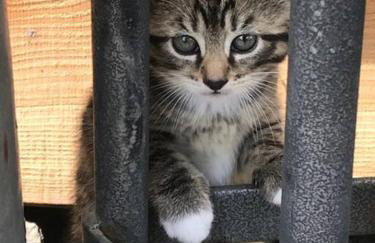 Brook Lodge - Photo 14