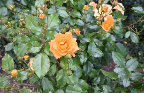 Wohnung in Alt Bukow mit Garten - Foto 75