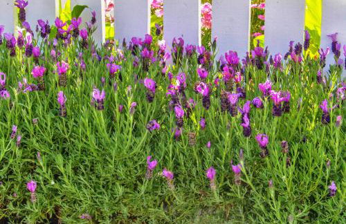 3792 The Lavender House home - Foto 33