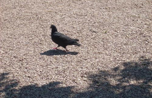 Agriturismo La Rosa Montefalco - Foto 35