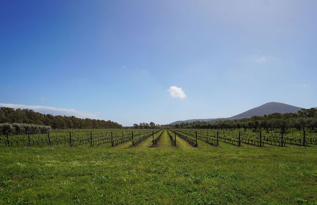 Agriturismo Casale degli Ulivi - Foto 52