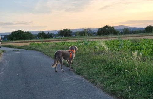 Bungalow, Uneinsehbar, 8 Personen maximal, 3 Personen oben, 5 unten - Foto 10