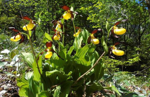 Baita Valon - Alpine Hideaway - Foto 51