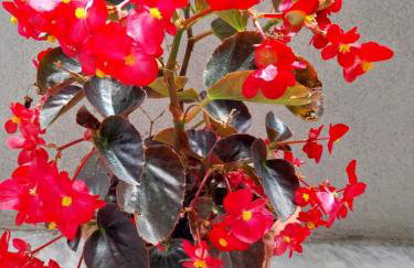 Megi Cozy Apartment Polygyros Chalkidiki - Foto 3