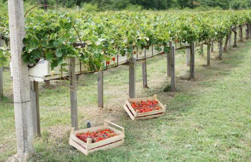 VILLA DOLA near Split - private pool, orchard, peace - Foto 11