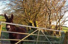 Inviting 2-bed Cottage in Newcastle Emlyn - Foto 45