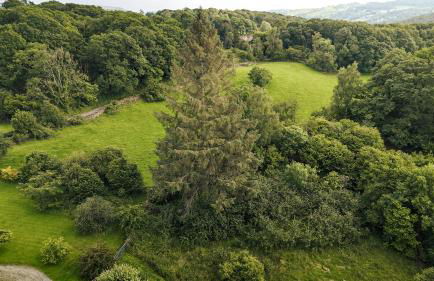 Green Yew - Photo 64