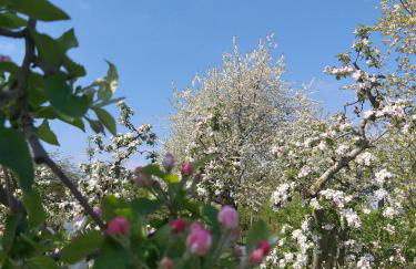 Ferienwohnung Apfelkorb - Foto 29