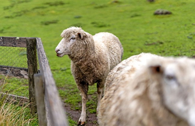 Mole Creek Cabins - Photo 78