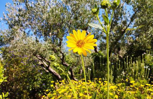 Olive Lemon Biophilic House & Lush Forest Garden - Foto 28