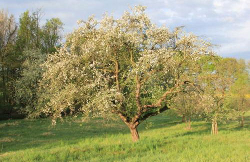 Apfelscheune Cannewitz - Foto 56