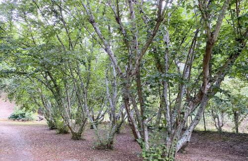 Maison au calme piscine mer au coeur de la nature U Nuciolu - Foto 20