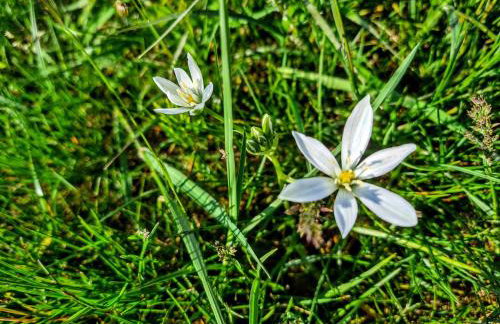 Happy Sparrow - Foto 49