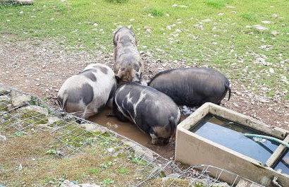 Rosecraddoc Lodge 23 - Photo 20