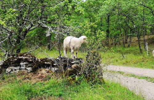 Canto perdigal - Foto 8