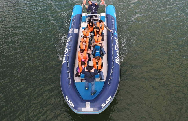 Avistamiento de delfines en Lagos - Foto 2