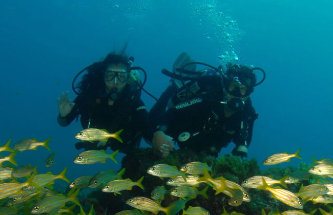 Immersione a Fernando de Noronha - Foto 1