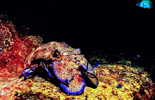 Bautismo de buceo en Puerto Addaya - Foto 12
