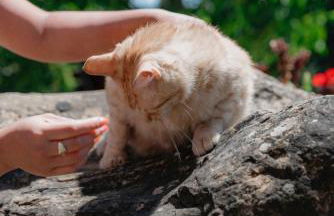 Al Podere del Nonno Romolo - Photo 44