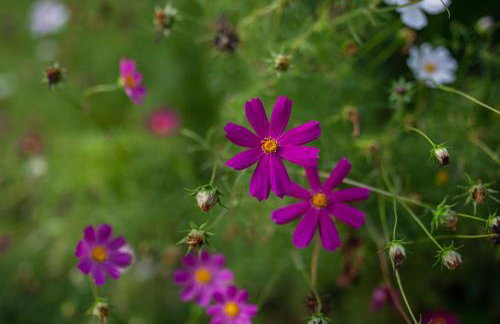 Agroturystyka Borówka - Foto 66