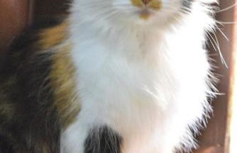 Floripa espaço independente com próx Centro e UFSC - Photo 6