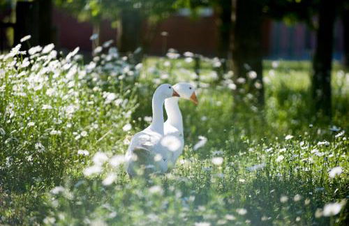 Natures-Rest Wielen - Foto 7