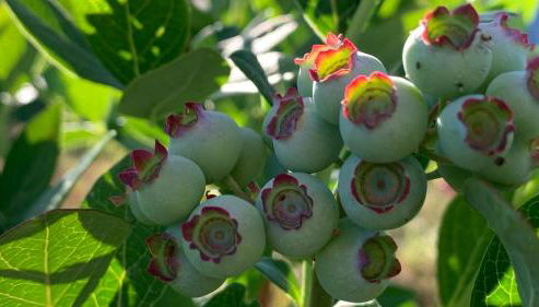 Quinta Vale Salgueiro - Foto 5, Garden, Garden view