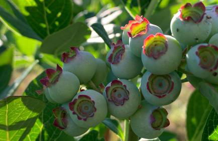 Quinta Vale Salgueiro - Foto 5