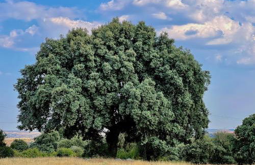 Casa La Colmena Ávila - Foto 29