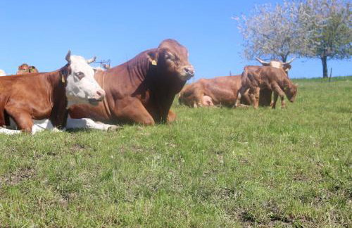 Schwoererhof - Photo 47