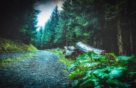 Queens Castle - Foto 30