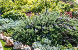 Tenuta dei Franceschi - Foto 28